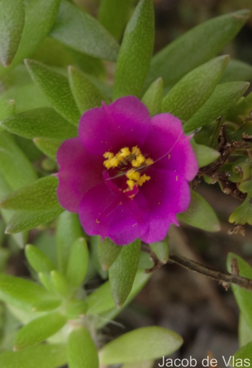 Portulaca pilosa L.